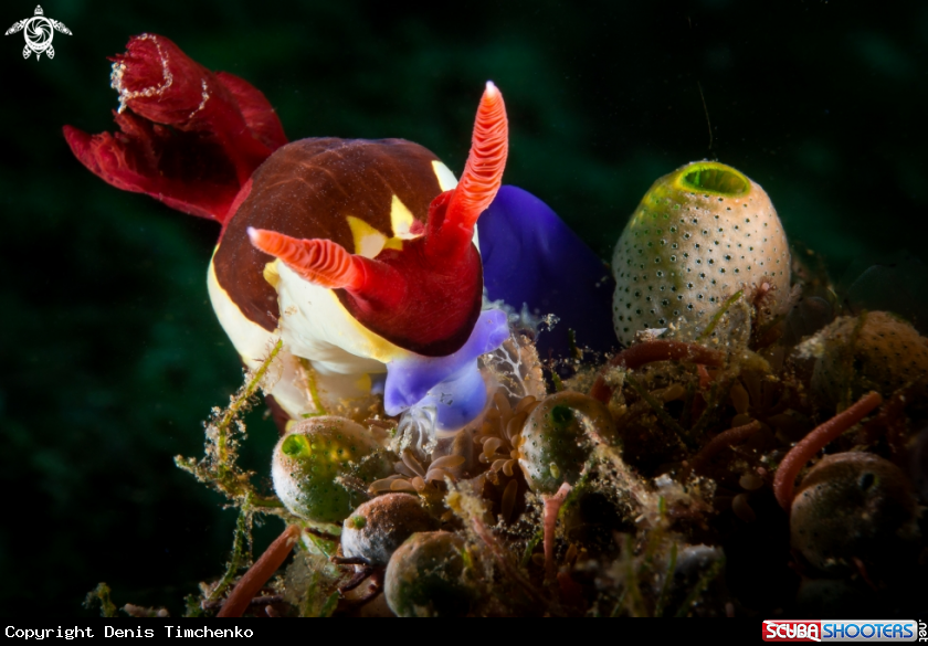 A NUDIBRANCH