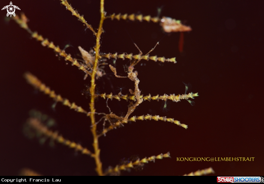 A Skeleton Shrimp