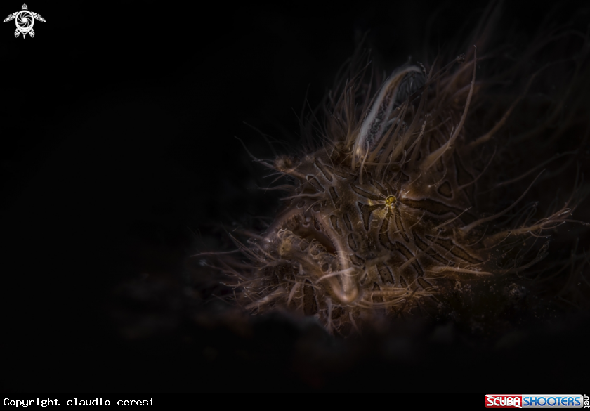A Hairy Frogfish  pesce rana peloso 