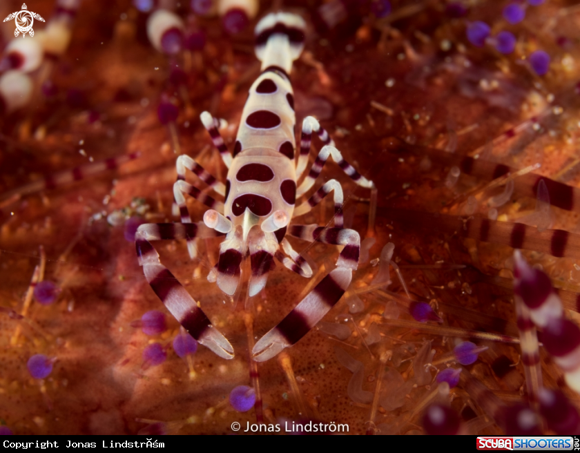 A Coleman shrimp