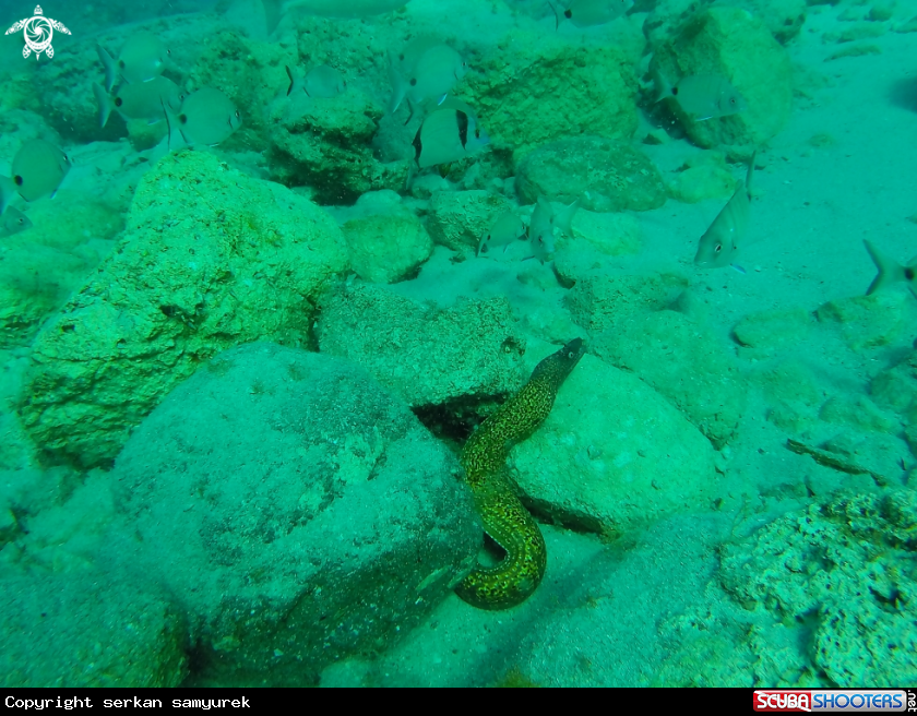 A Eel Moray
