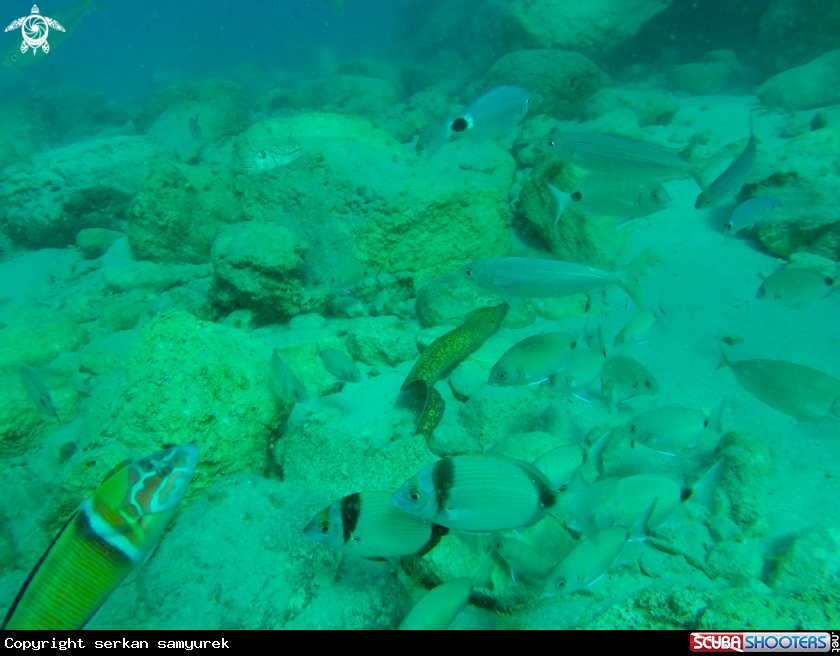 A Eel Moray