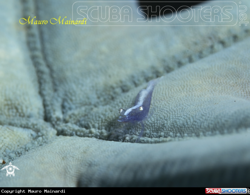 A Shrimp
