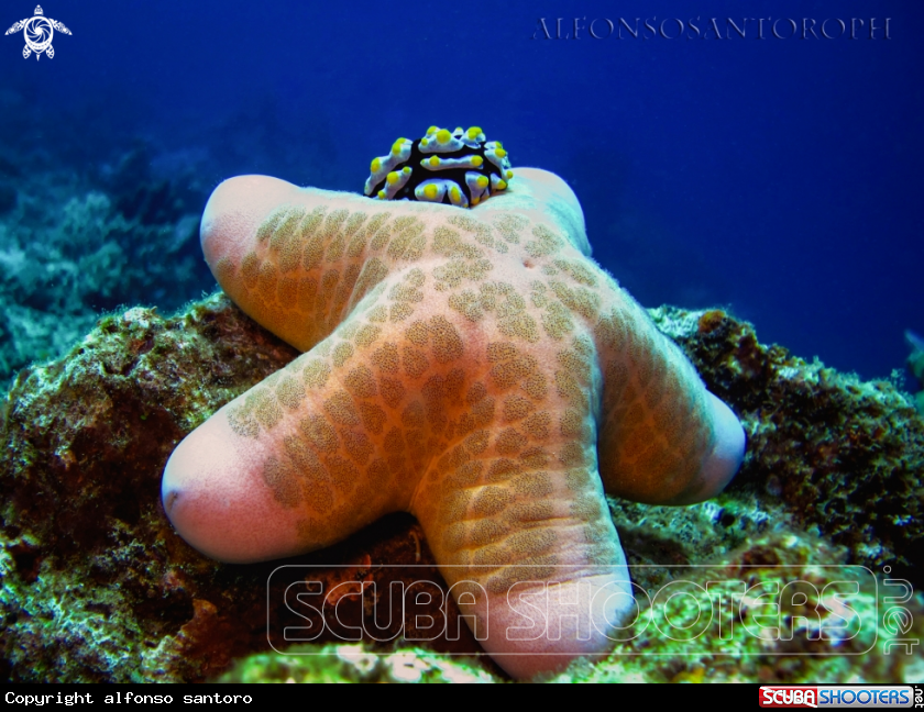 A stella con nudi