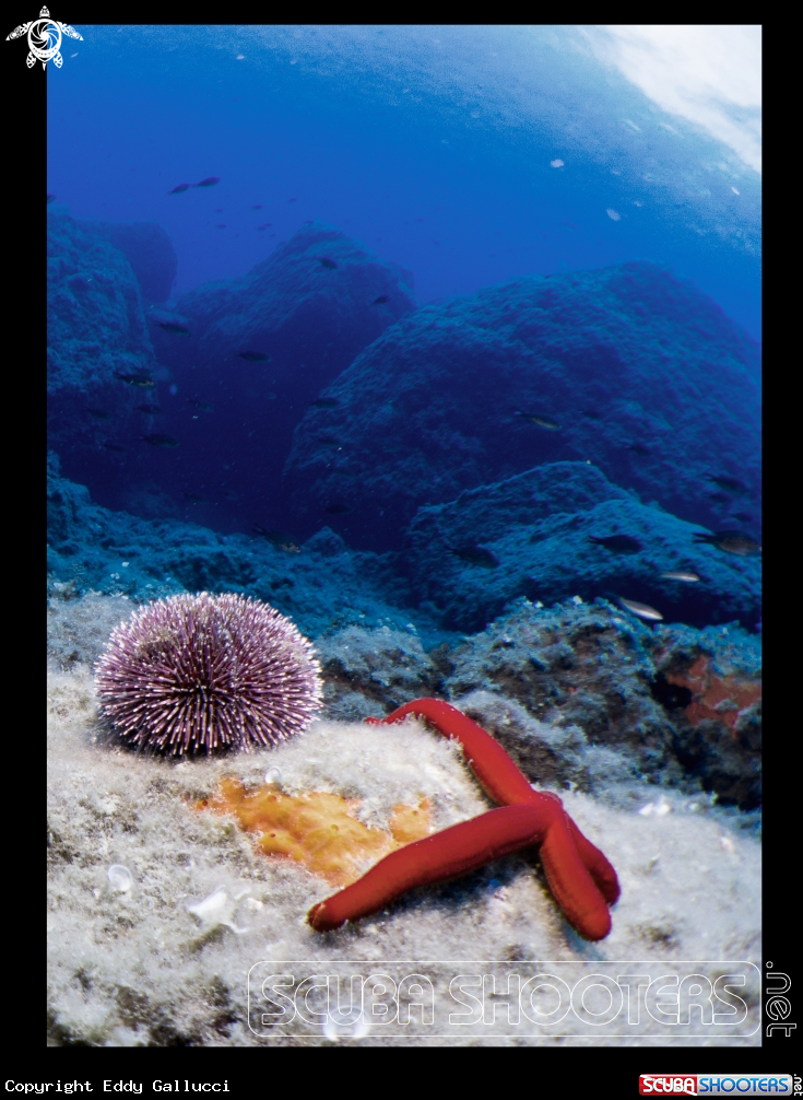 A Starfish with paracentrotus lividus