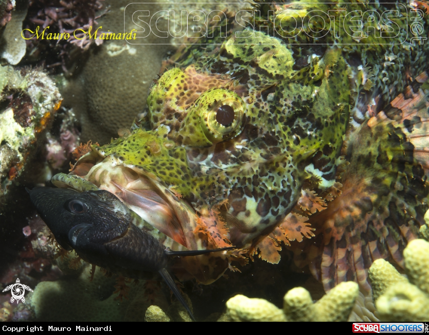 A Scorpionfish 