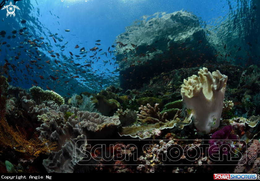 A coral reef