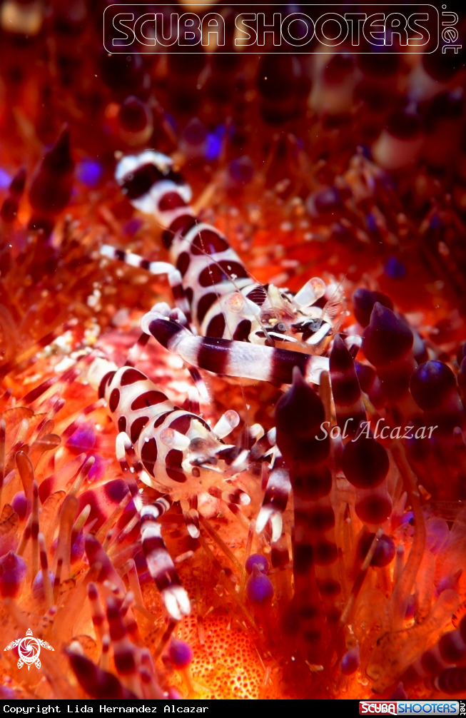 A Coleman's shrimp