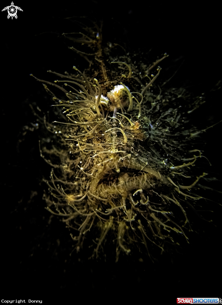 A Hairy Frogfish