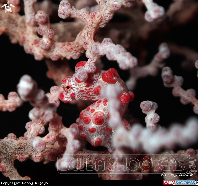 A Pygmy seahorse