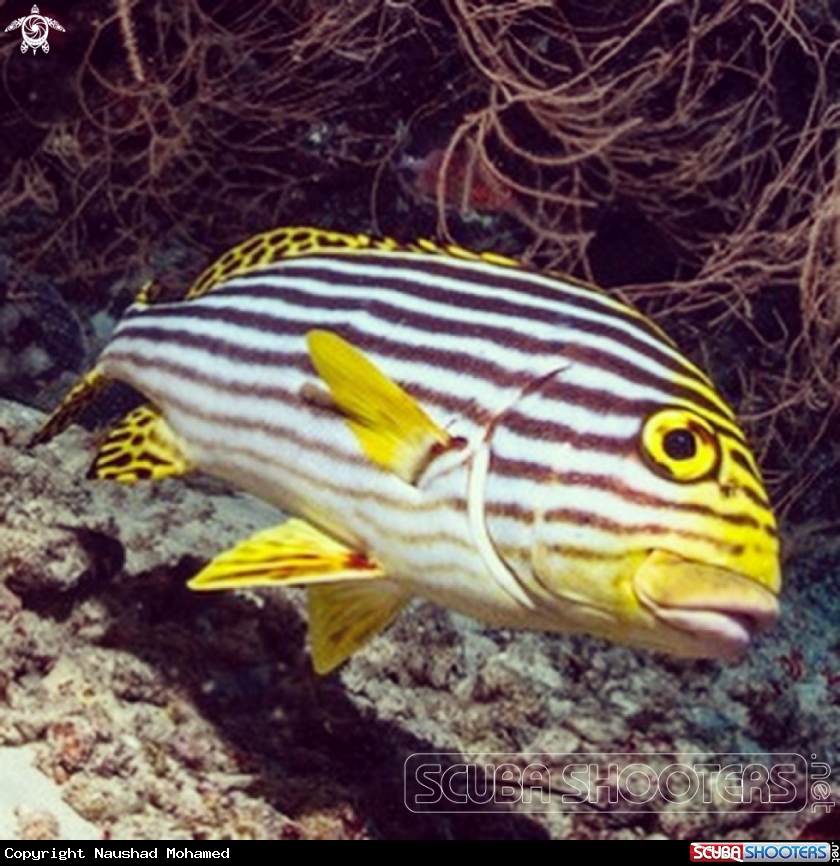 A Sweetlips