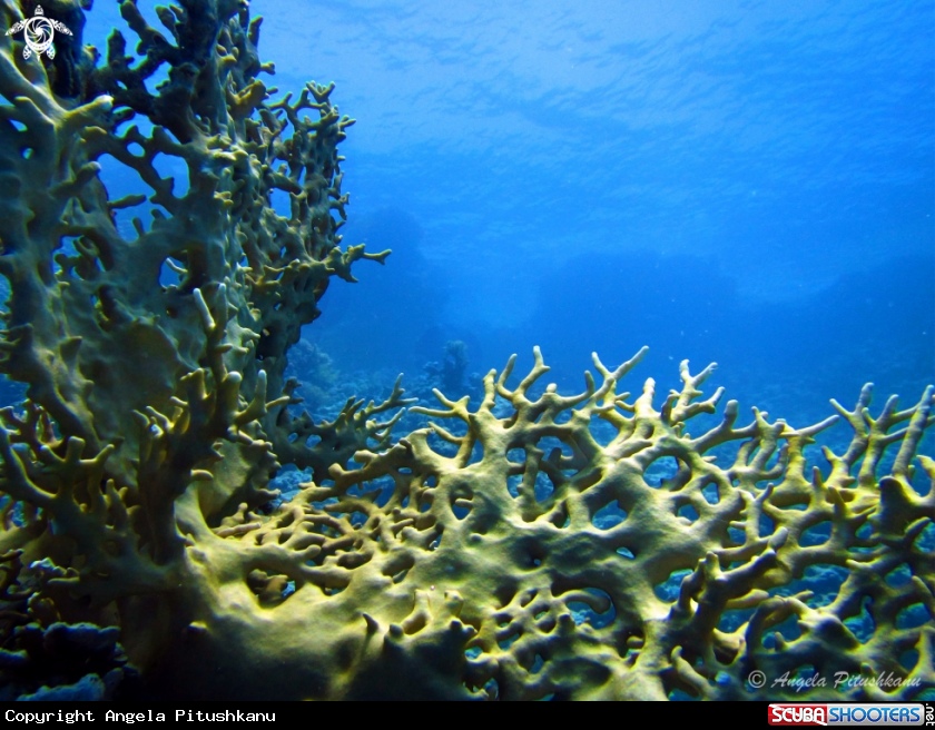 A Fire coral