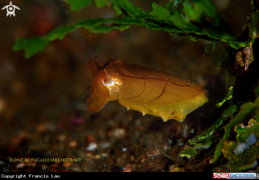 A Pygme Cuttlefish