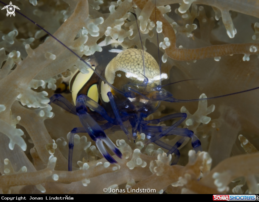 A Peacock -tail Anemone shrimp