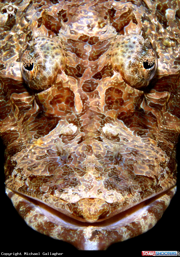 A Crocodilefish 