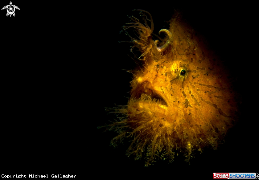 A Hairy Frogfish