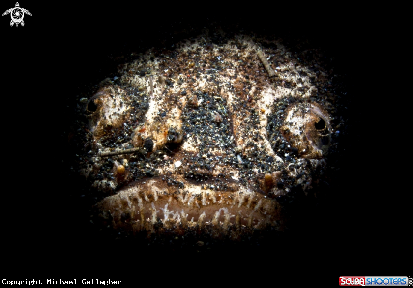A Stargazer