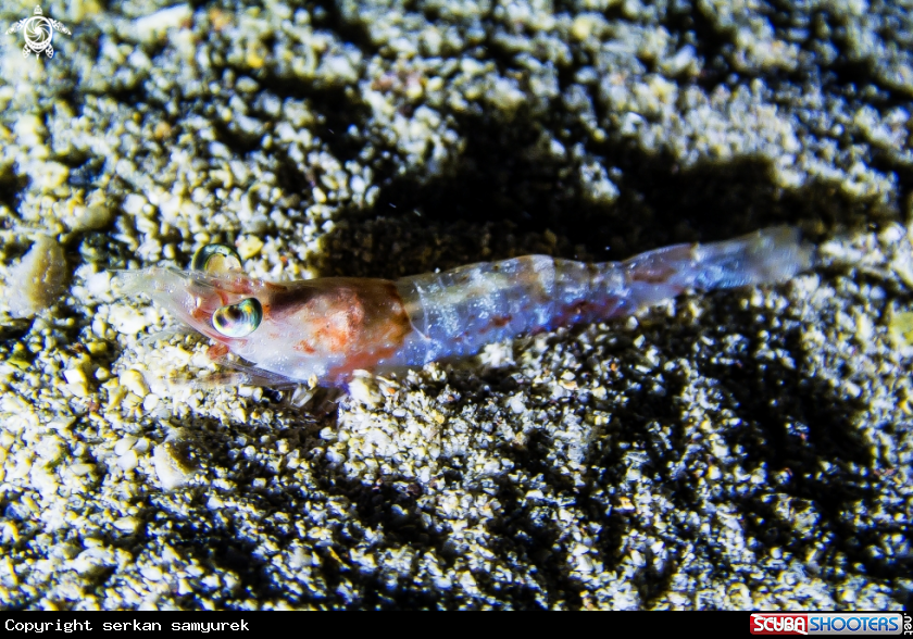 A shrimp