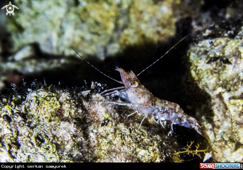 A from night shrimp