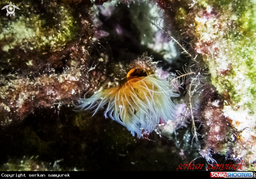 A Tube Worm 