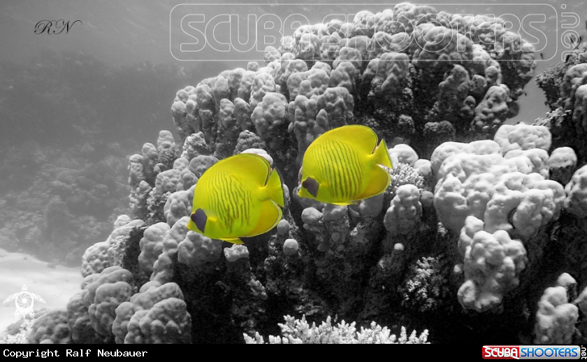 A masked butterflyfish