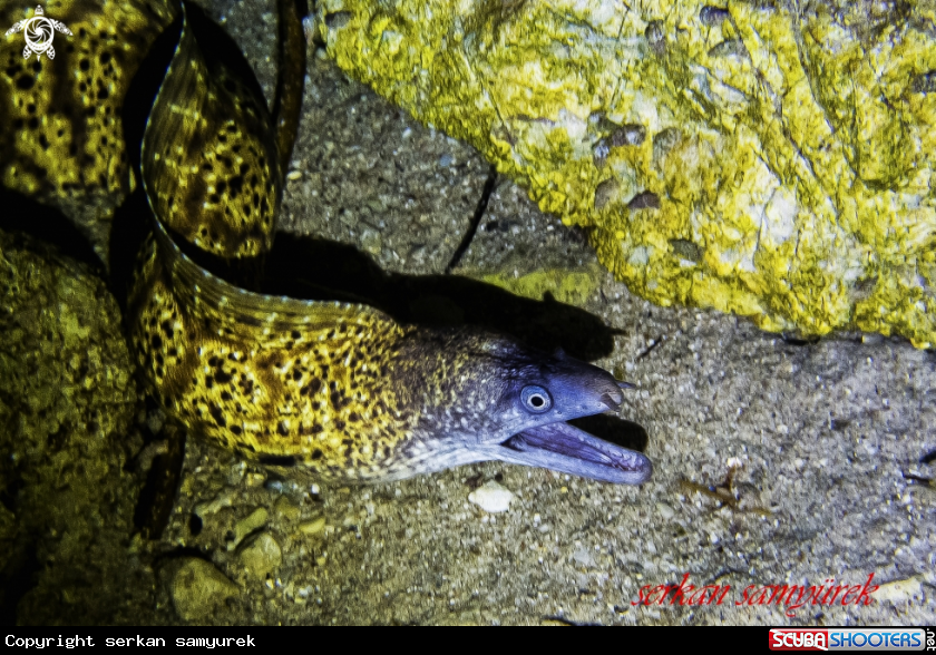 A Eel Moray