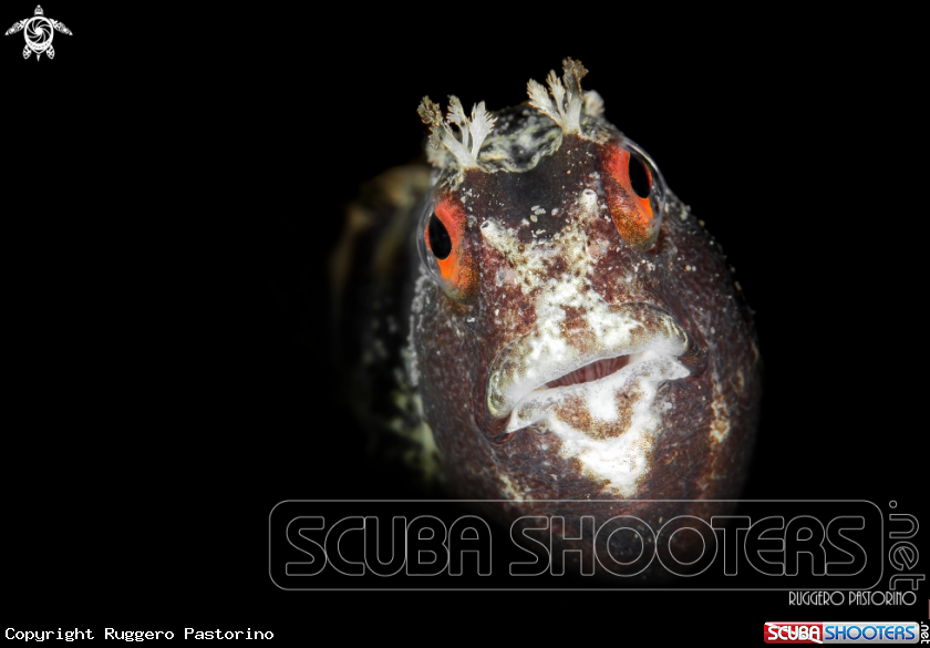 A Blenny