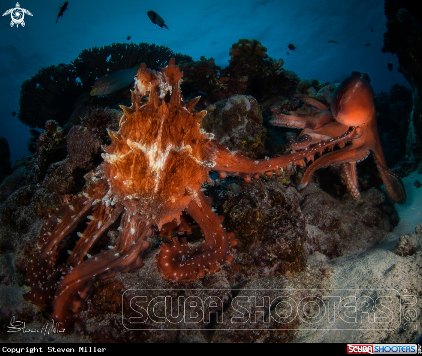 A Octopi