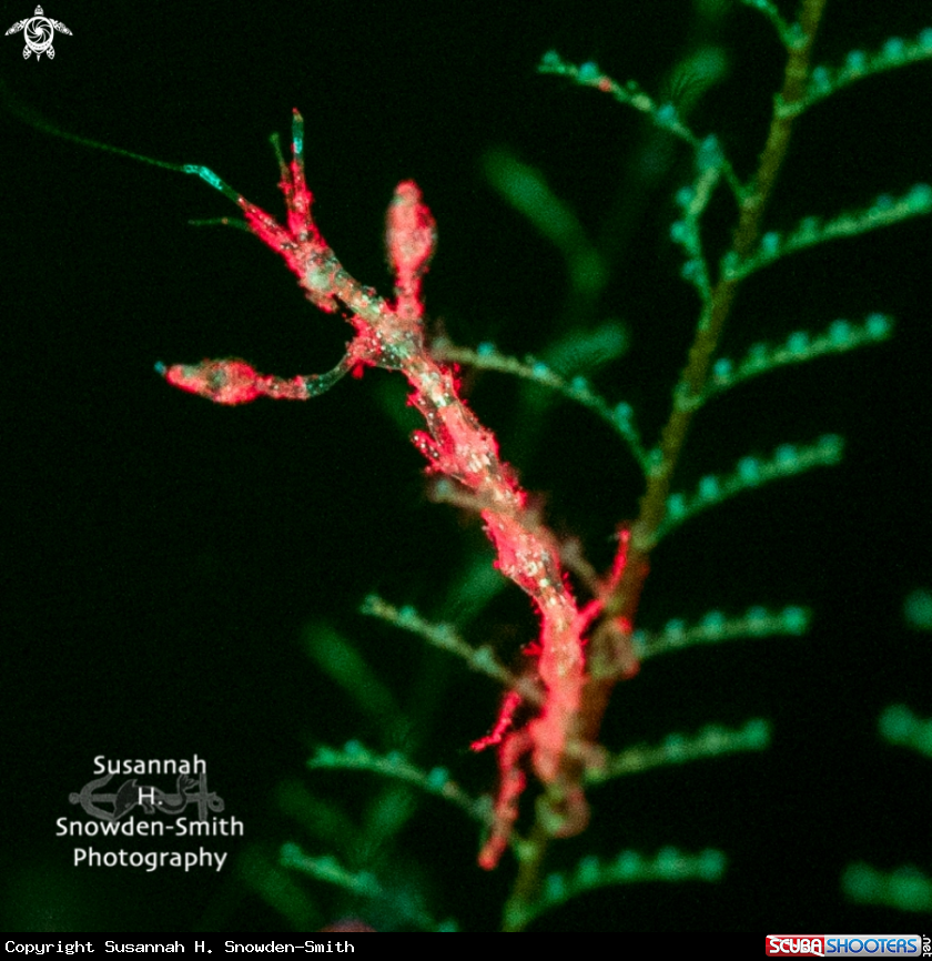 A Skeleton Shrimp