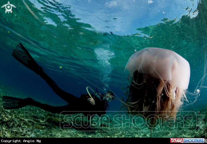 A Jellyfish with a diver