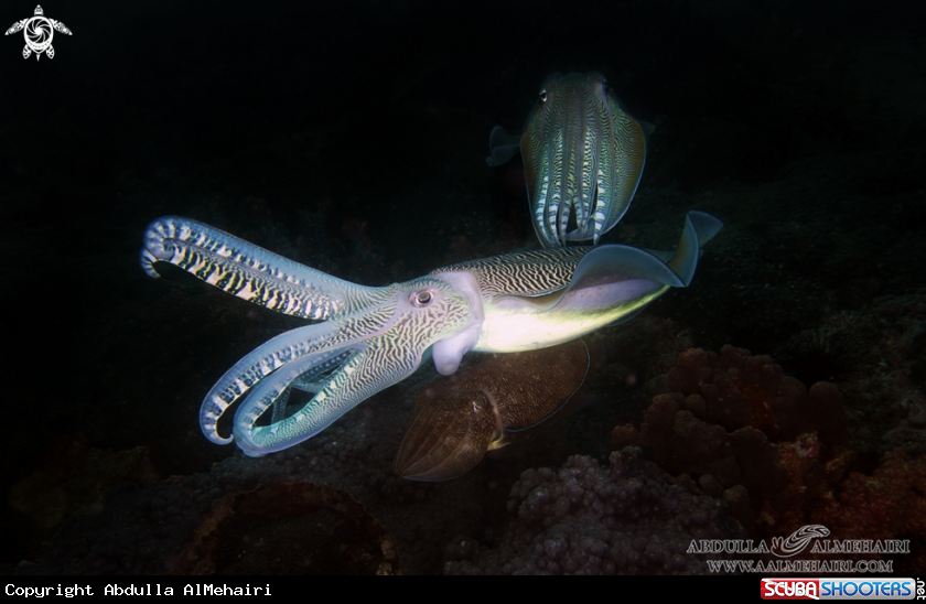 A Squid 
