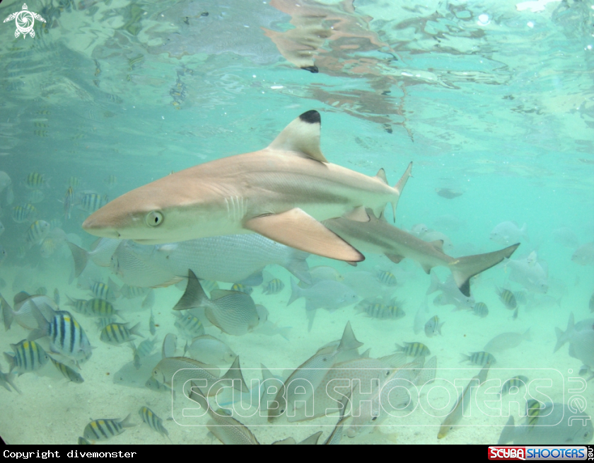 A Blacktip shark