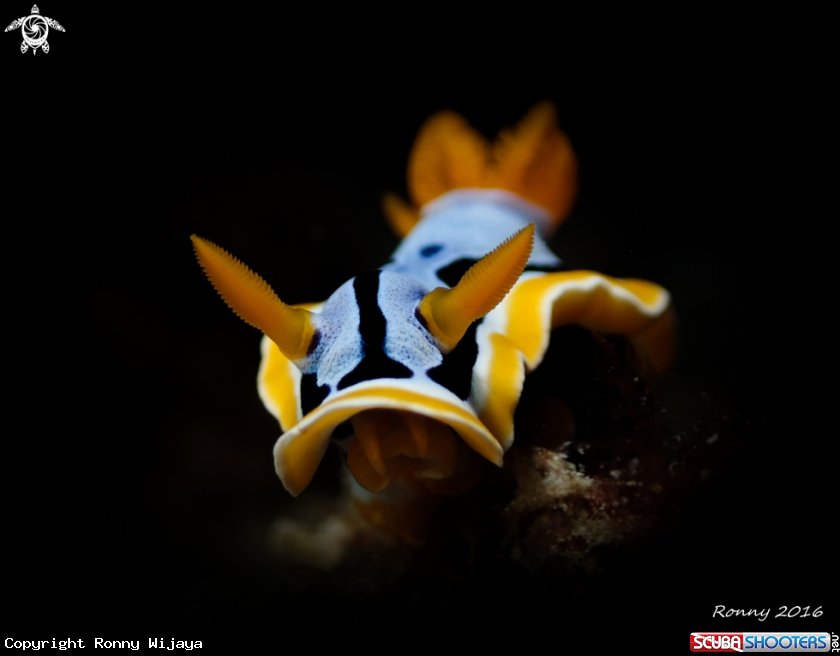 A Chromodoris annae