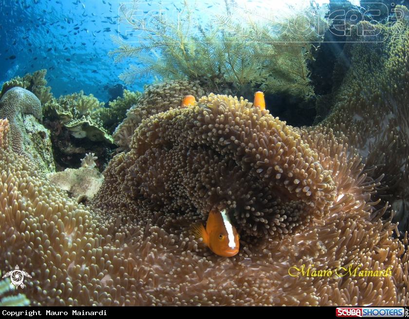 A Clown fish