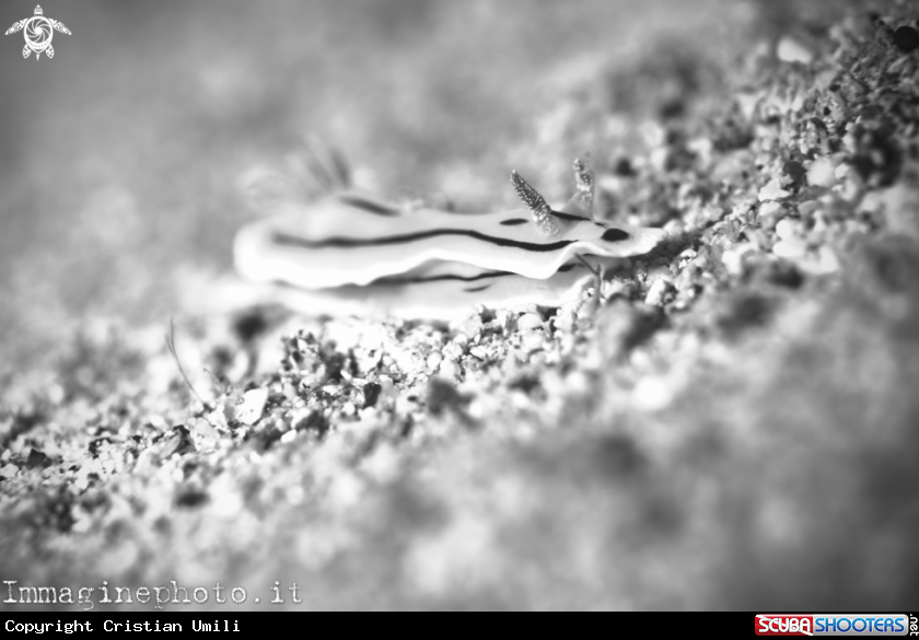 A Nudibranch