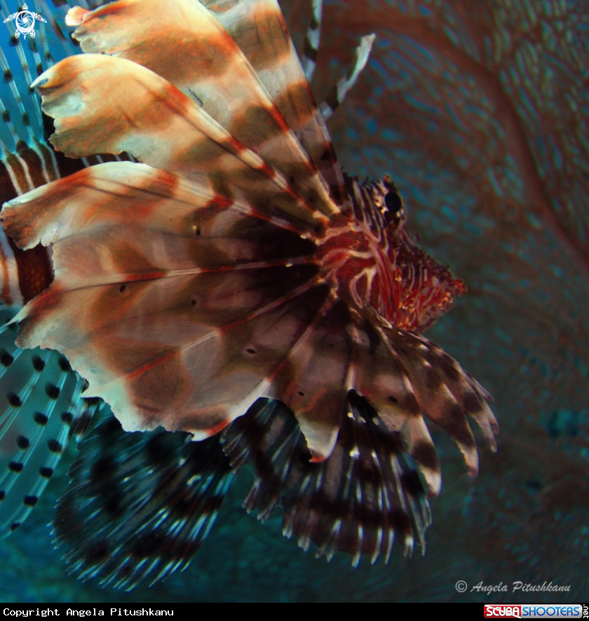 A Lionfish