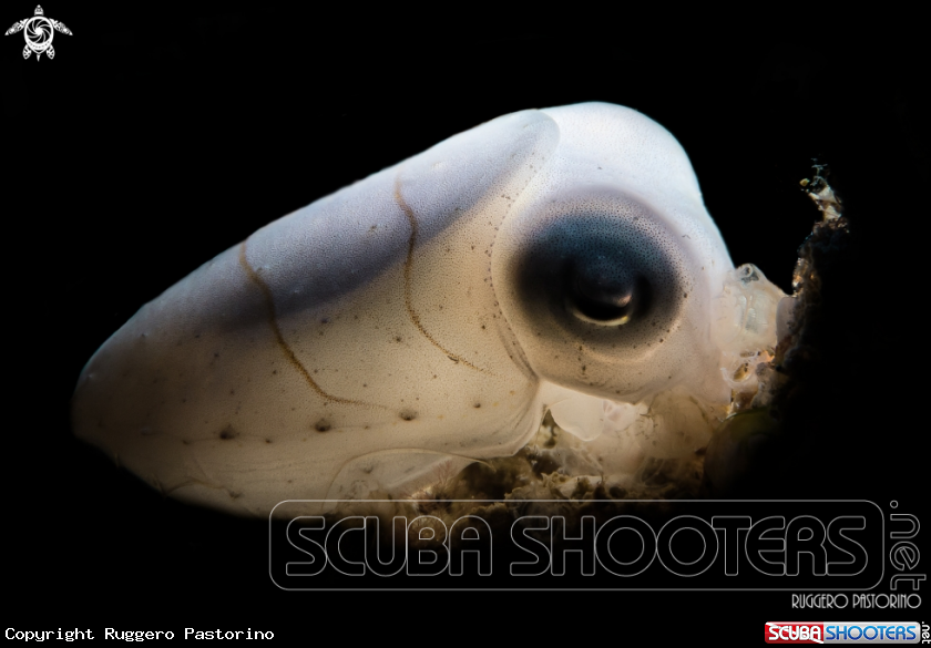 A Cuttlefish