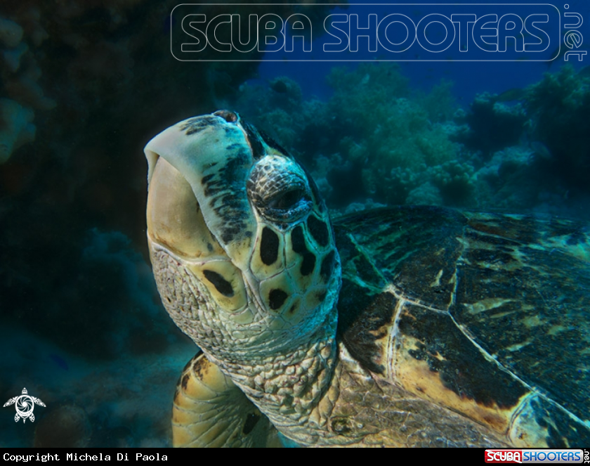 A Turtle