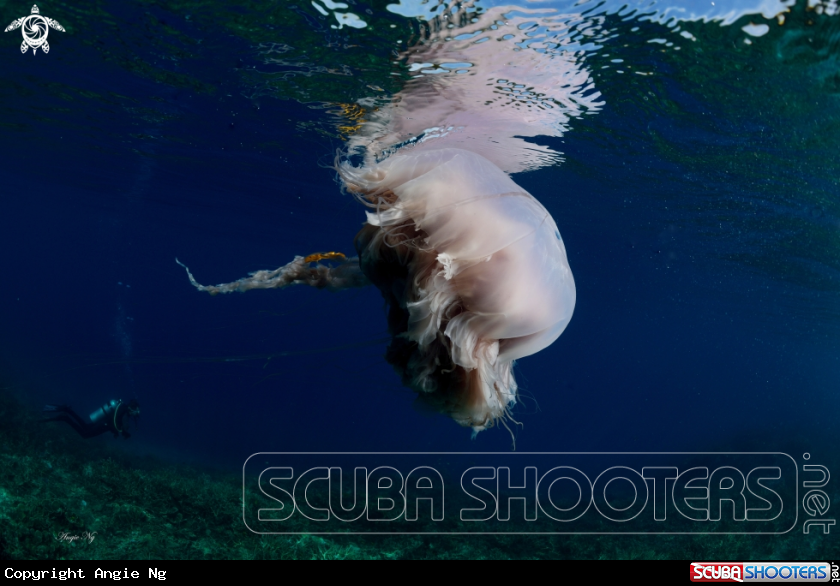 A jellyfish