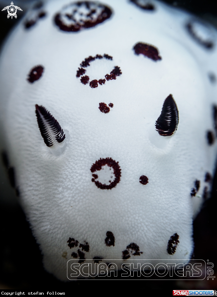 A Nudibranch