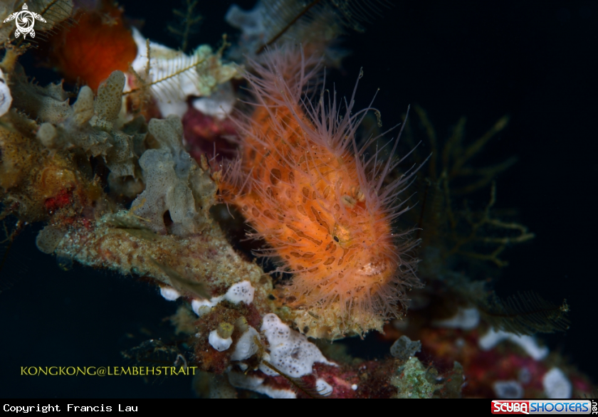 A Frogfish