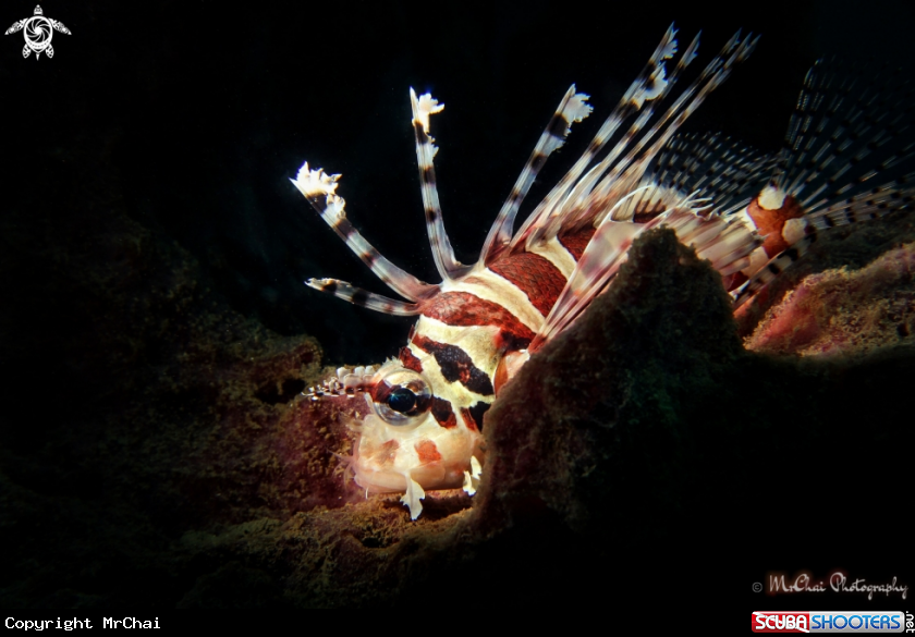 A Lionfish