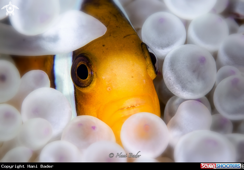 A Anemonefish