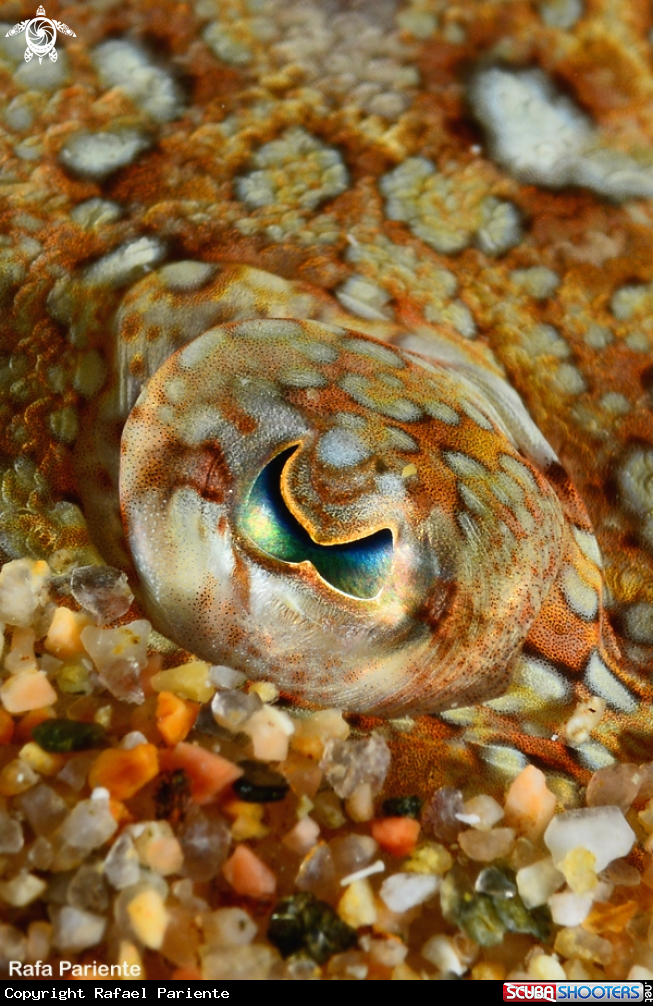 A Lenguado 