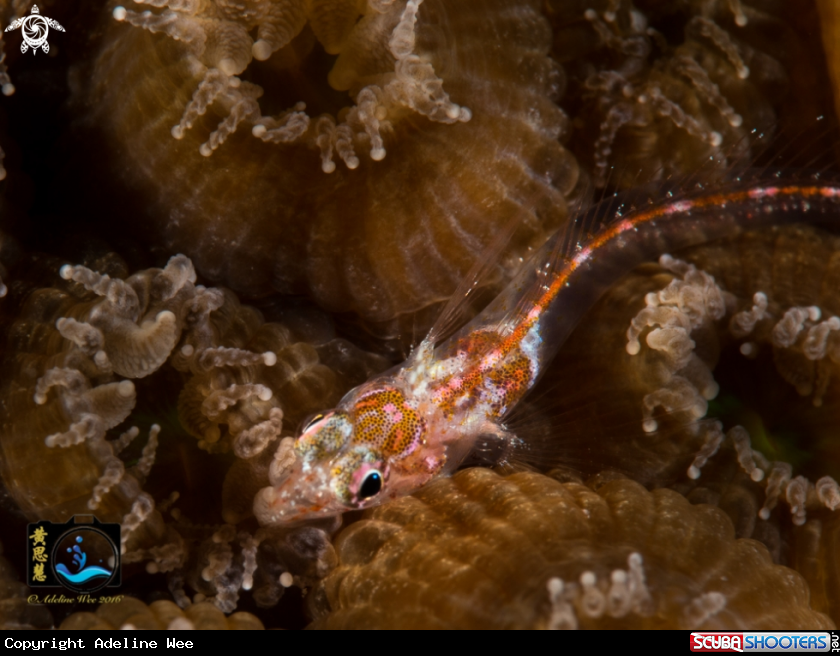 A Goby
