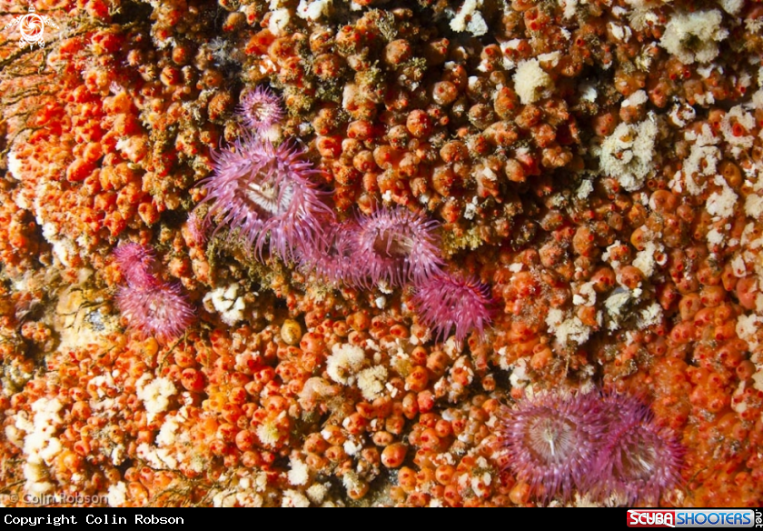 A underwater creature