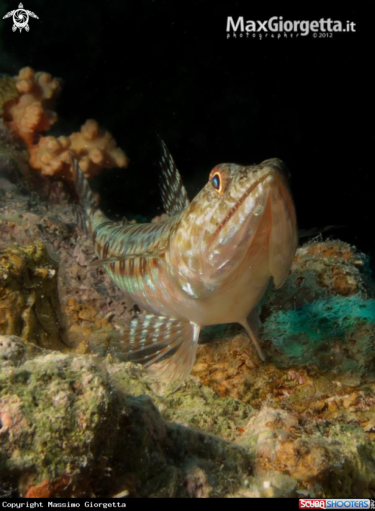 A underwater creature
