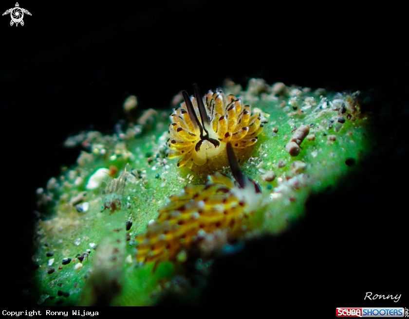 A Costasiella sp4