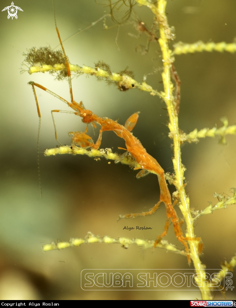A Skeleton Shrimp 