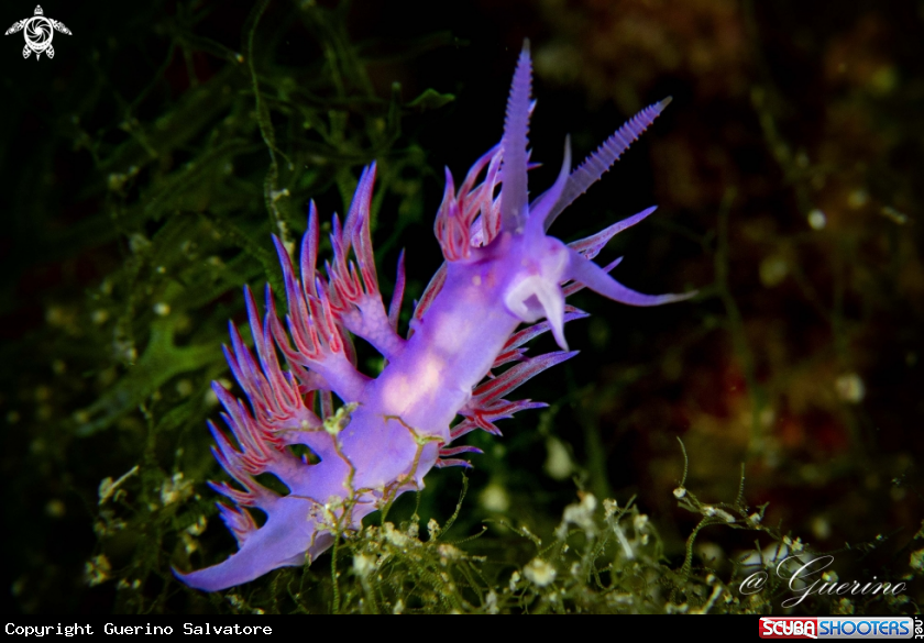 A nudibranch